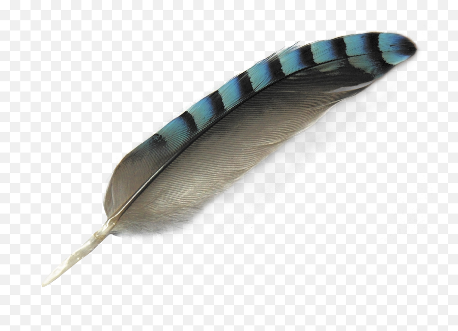 Download Feather Png Image For Free - Bird Feather Transparent Background,Object Png