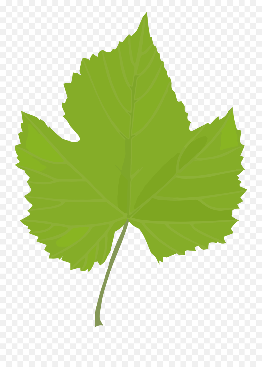 Leaf Clipart Png In This 19 Piece Svg And - Grape Leaf Clipart Png,Ladybug Icon Leaf
