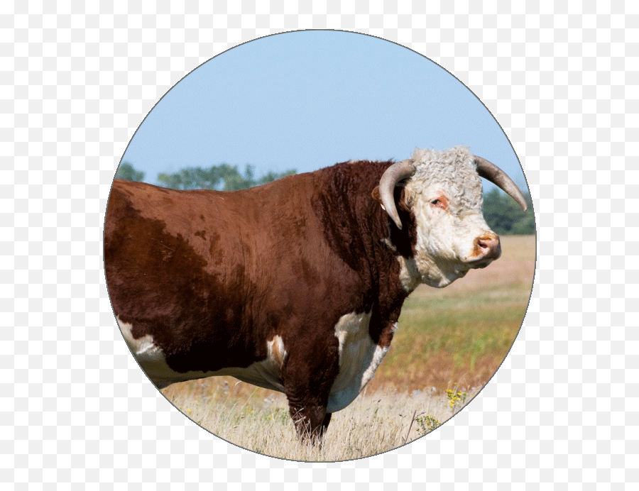 Animals - Hereford Cattle Png,Toro Icon