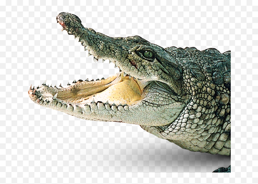 Crocodiles Gharial Clip Art - Crocodile Png,Alligator Transparent Background