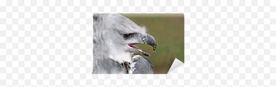Wall Mural Close Up Male Adult Harpy Eagle - Pixersus American Harpy Eagle Beak Png,Harpy Icon