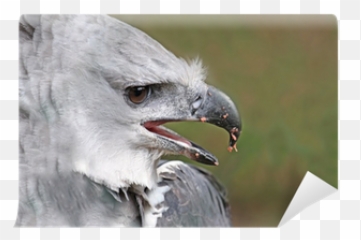 Wall Mural Close Up Male Adult Harpy Eagle - PIXERSUS American Harpy Eagle Beak png