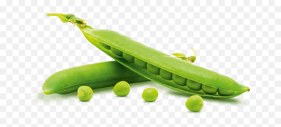 Pea Png Images Free Download - Pea Images Without Background,Peas Png