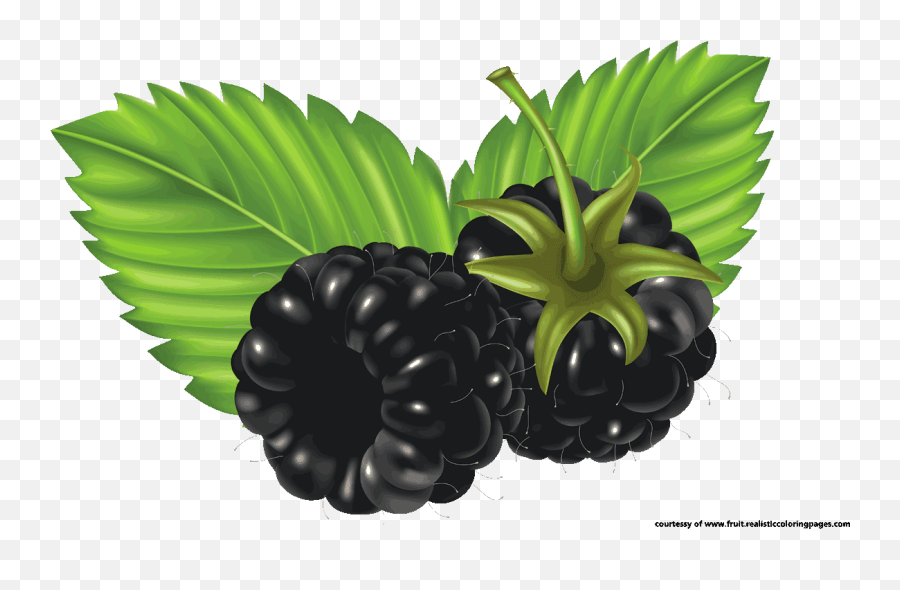 Blackberry Fruit Png Picture - Clip Art Blackberry Fruit,Blackberry Png