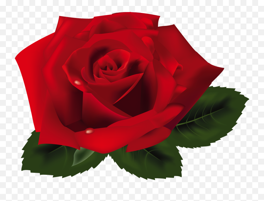 Free Transparent Flower Png Download - Imagens De Rosas Em Png,Dead Flowers Png