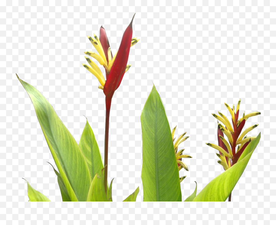Download Heliconia Psittacorum - Tropical Plants Flower Png Tropical Real Png,Tropical Plants Png