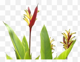 Download Heliconia Psittacorum - Tropical Plants Flower Png Real