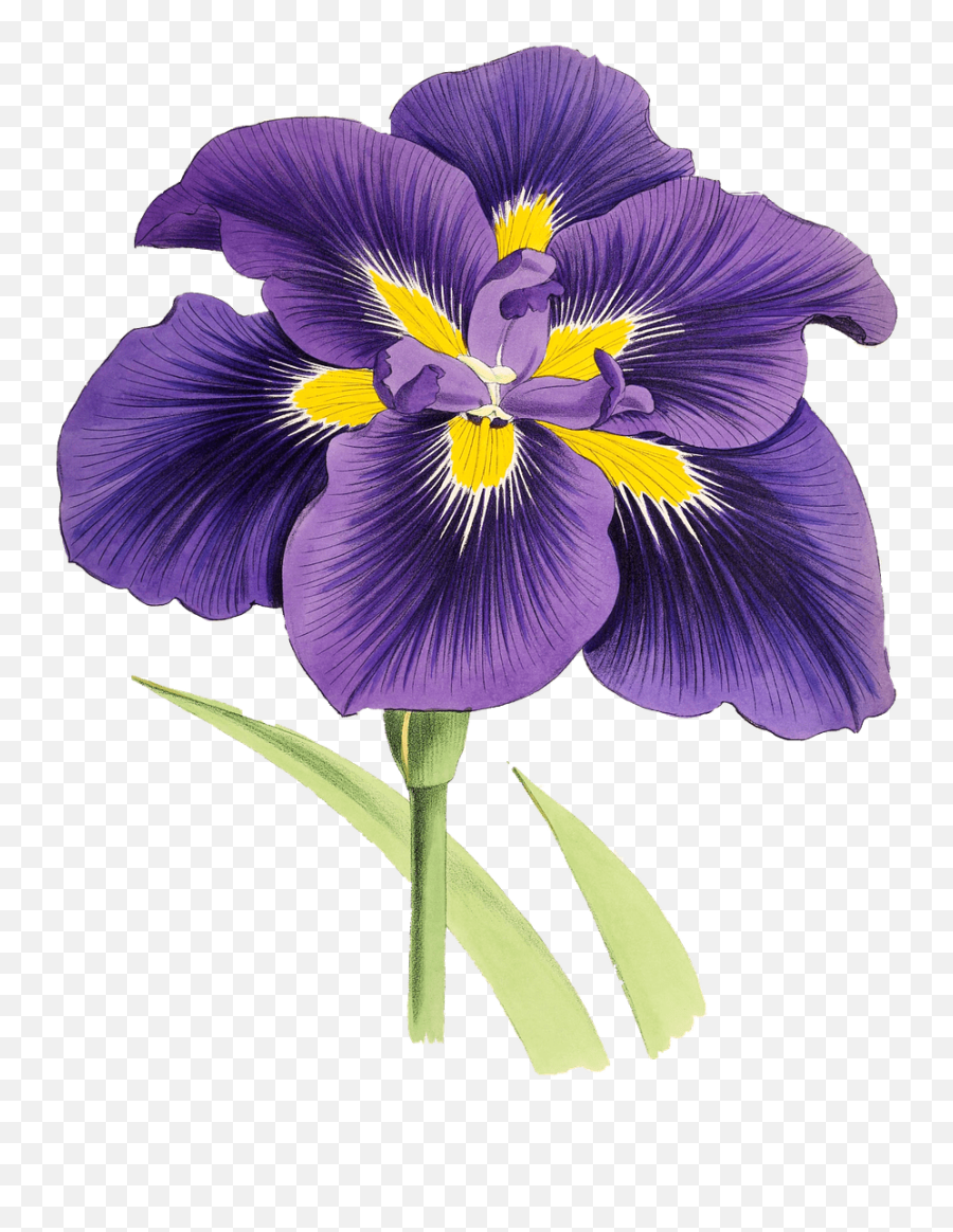 Mauve Lily Drawing Transparent Png - Stickpng Lily Purple And Yellow,Lilies Png