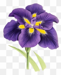 Mauve Lily Drawing Transparent Png - Stickpng Lily Purple And Yellow,Lilies Png