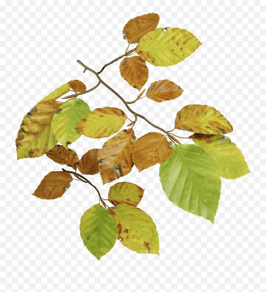 Download European Beech Fall - Beech Leaf Transparent Deciduous Beech Tree Leaves Png,Fall Background Png
