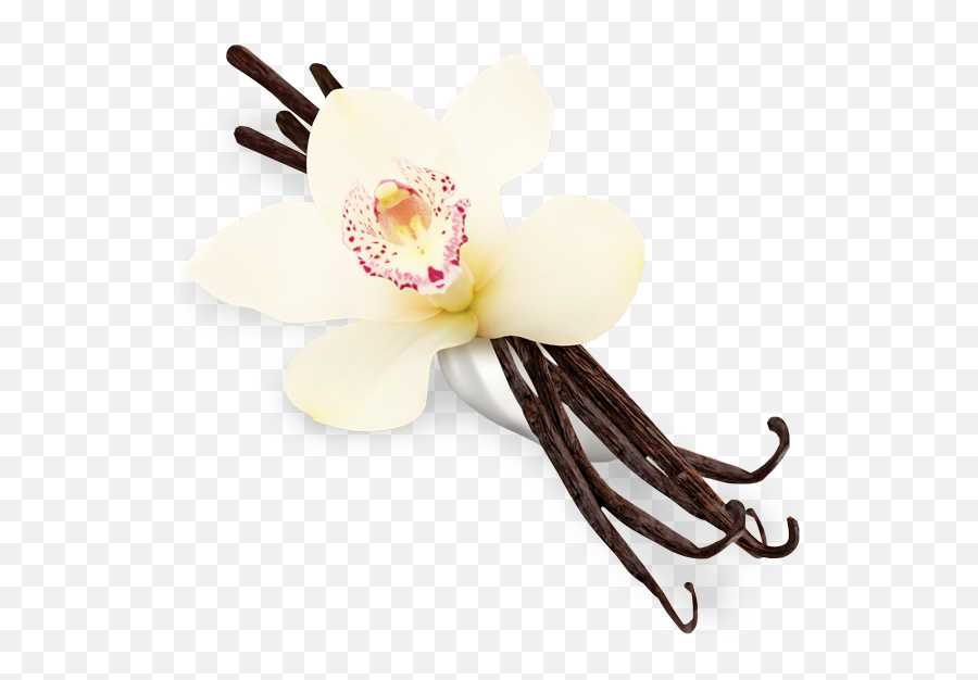 Flower Png - Vanilla Png Transparent,Vanilla Png