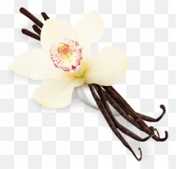 Vanilla Flower Png Clip Art Image - free transparent png images ...