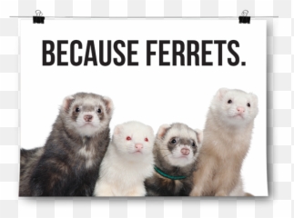 Ferret Png - Ferret Colors,Ferret Png