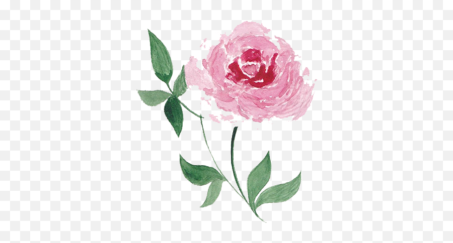 Watercolor Peonies Png Picture - Watercolor Painting,Peonies Png