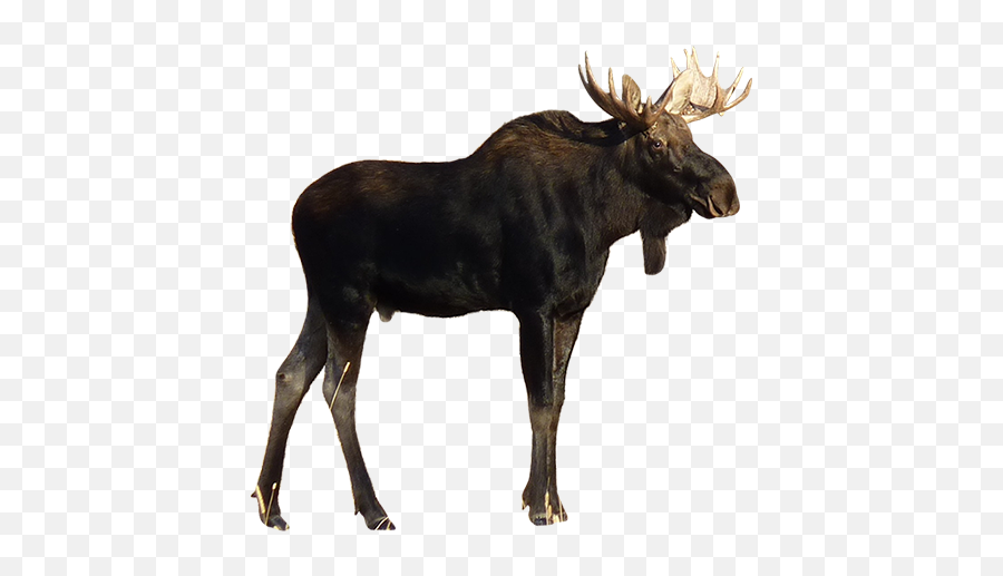 Elk Png Free Download 65 - Moose Png,Elk Png