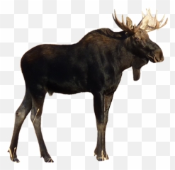 Elk Png Free Download 65 - Moose Png,Elk Png