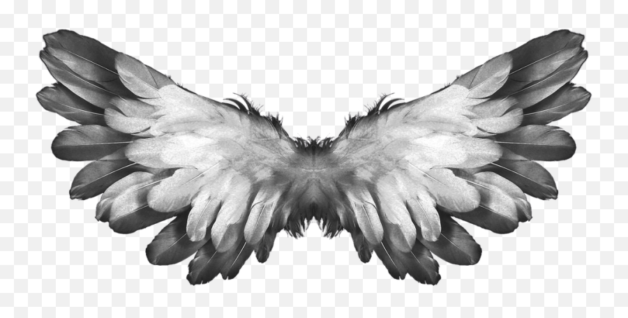 Angel Wings Feathers Transparent Png - Stickpng Biblical Description Of Angels,Black Angel Wings Png