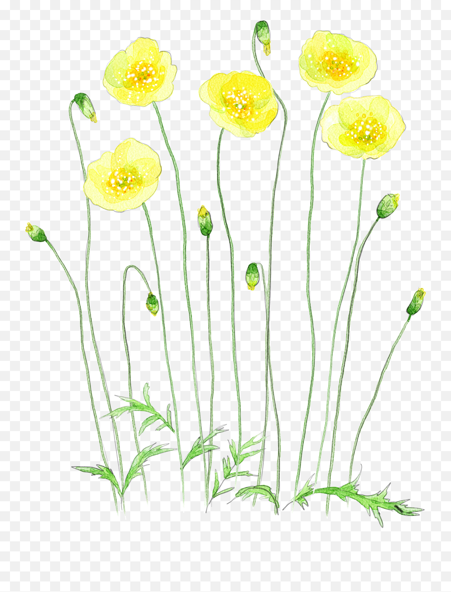 Download Hd Image Royalty Free Chamomile Drawing Watercolor - Tansy Png,Yellow Flower Transparent