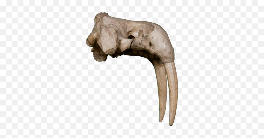 Walrus Png Transparent Image - Walrus Tusk Png,Walrus Png