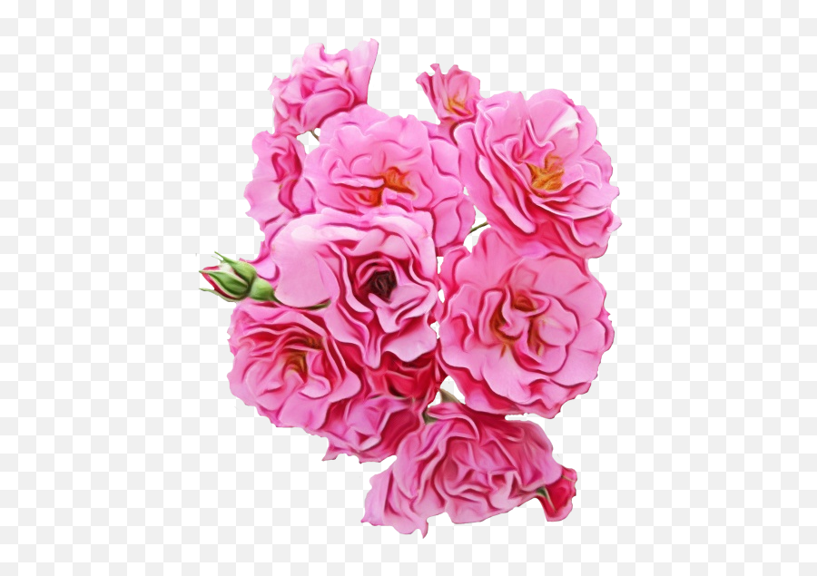 Pink Flowers Garden Roses Peony - Png Download 500601 Transparent Pink Png Flowers,Garden Flowers Png