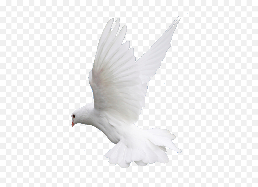 Fly Flying Dove Wedding Image Png - Pigeon Png Hd,Fly Transparent