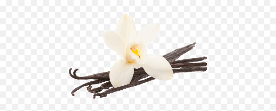 Vanilla Bean Flower Transparent Png - Vanilla Bean Buttercream Scentsy,Vanilla Bean Png