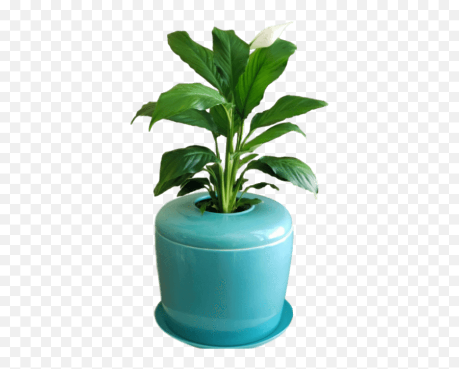 Bonsai Urn Indoor Tree Patio Plant - Flowerpot Png,Indoor Plant Png