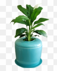Bonsai Urn Indoor Tree Patio Plant - Flowerpot Png,Indoor Plant Png