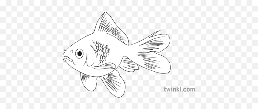 Goldfish Black And White 3 Illustration - Twinkl Goldfish Black And White Png,Goldfish Png
