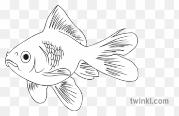 Goldfish Black And White 3 Illustration - Twinkl And png