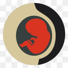 Embryo Fetus Newborn Obstetrics - Fetus Flat Icon Png,Embryo Png