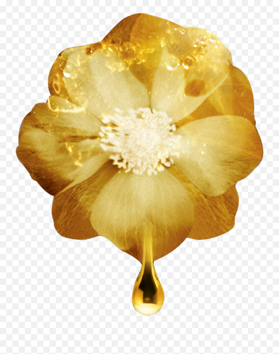Gold Flowers Png - Buttercup,Gold Flower Png