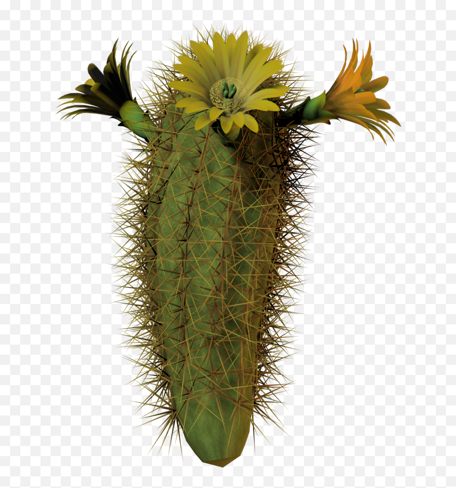 Download Hd Cactus Flower Tall By Equi - Cactus Blooms With Cactus With Flower Transparent Background Png,Cactus Transparent Background