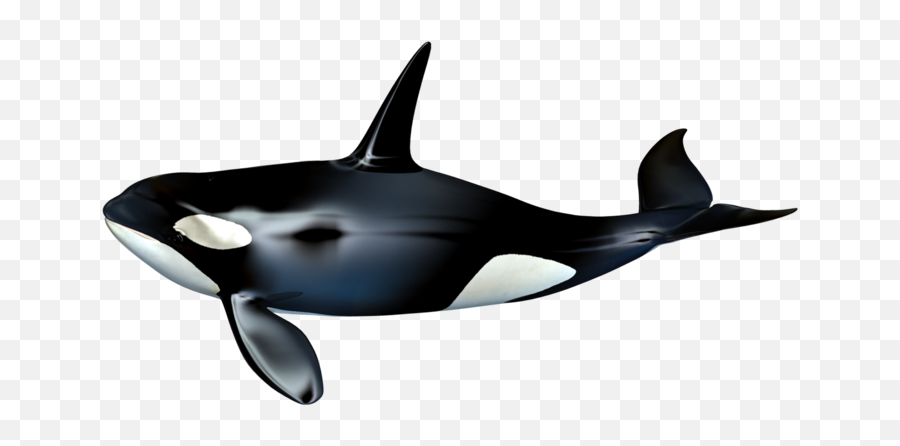The Killer Whale Cetacea - Killer Whale Png Download 737 Whale Stock,Killer Whale Png
