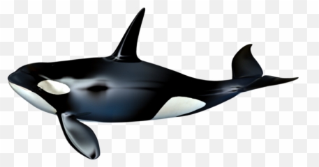 The Killer Whale Cetacea - killer whale png download 737 Stock