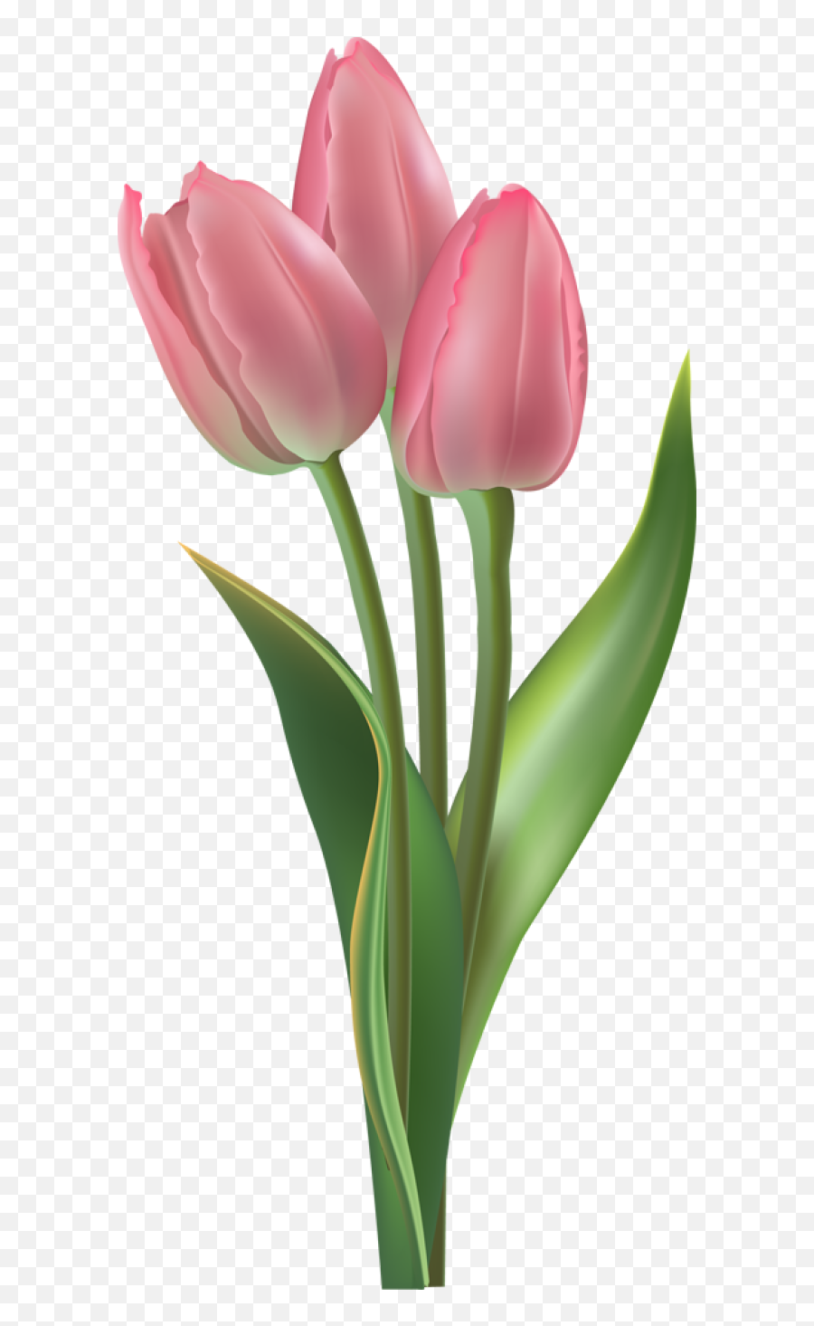 Download Free Png Tulip Transparent Background - Dlpngcom Tulip Png,Spring Background Png