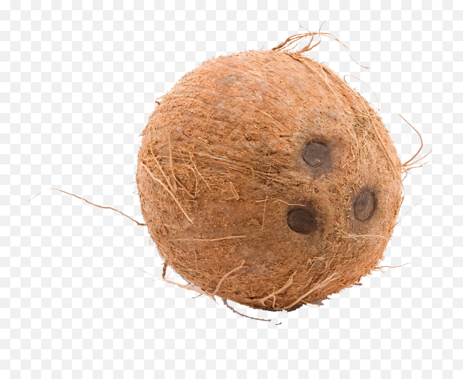 Coconut Transparent Png Image - Coconut Full,Coconut Transparent