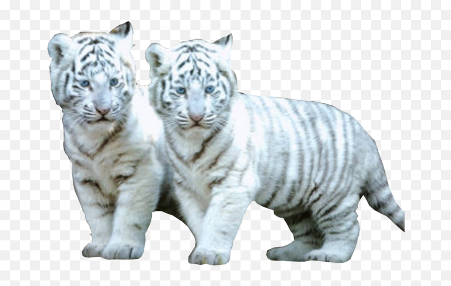 2 White Tiger Cubs - White White Tiger Baby Lion Png,White Tiger Png