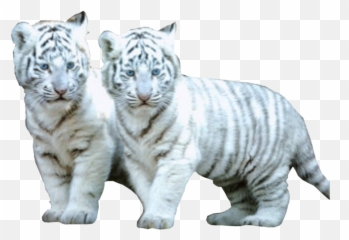 2 White Tiger Cubs - White White Tiger Baby Lion Png,White Tiger Png