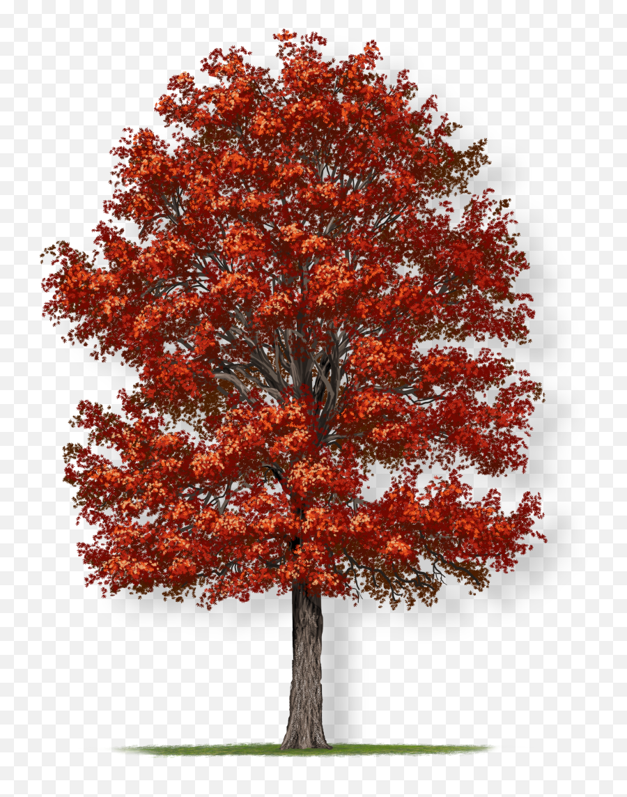 Tree Montgomery - Lovely Png,Oak Leaf Png