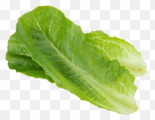 Lettuce Grow Seedling - Jericho Romaine png