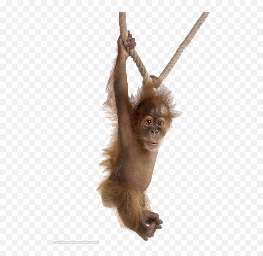 Orangutan Png Free Pic Orang