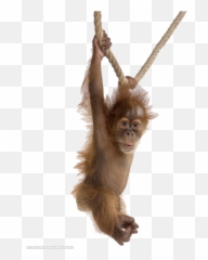 Orangutan Png Free Pic Orang