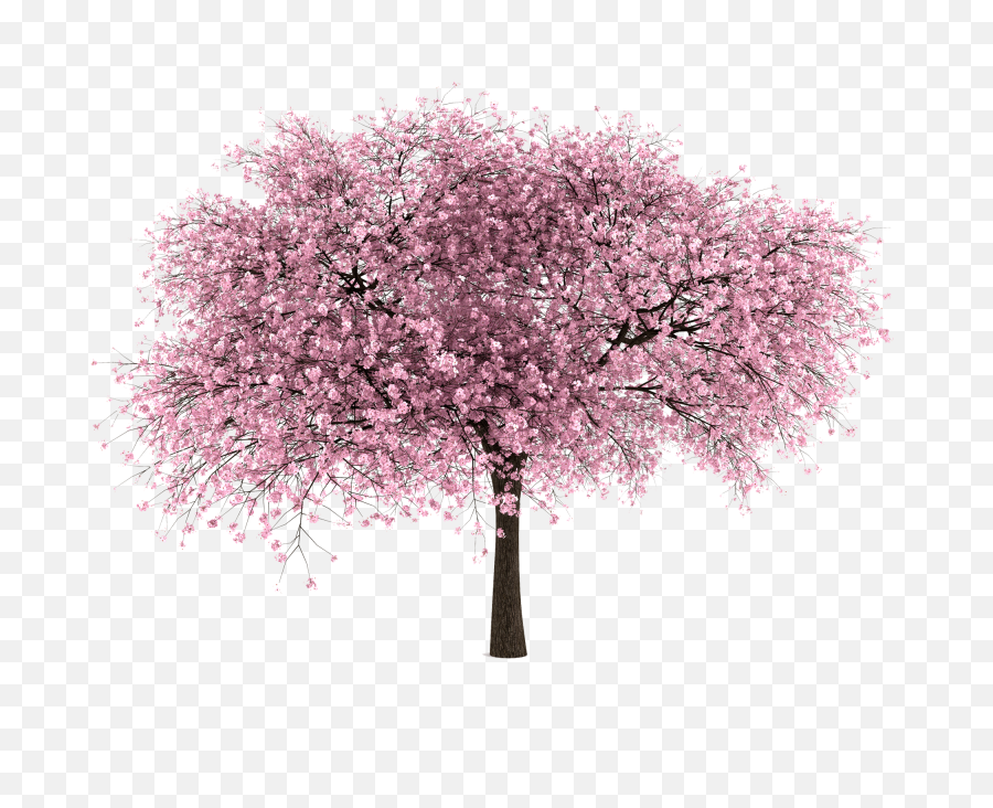 Cherry Blossom Tree Png Hd Transparent - Cherry Blossom Tree Png,Sakura Png