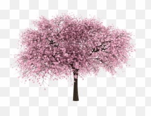 Cherry Blossom Tree Png Hd Transparent