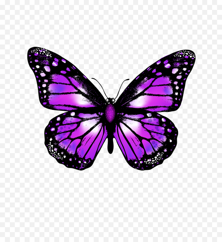 Butterfly Png Vector Image Transparent - Transparent Background Purple Butterfly Transparent,Butterfly Transparent