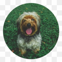 Dog Park Landing Page U2013 Ru0026r Realty Group Png