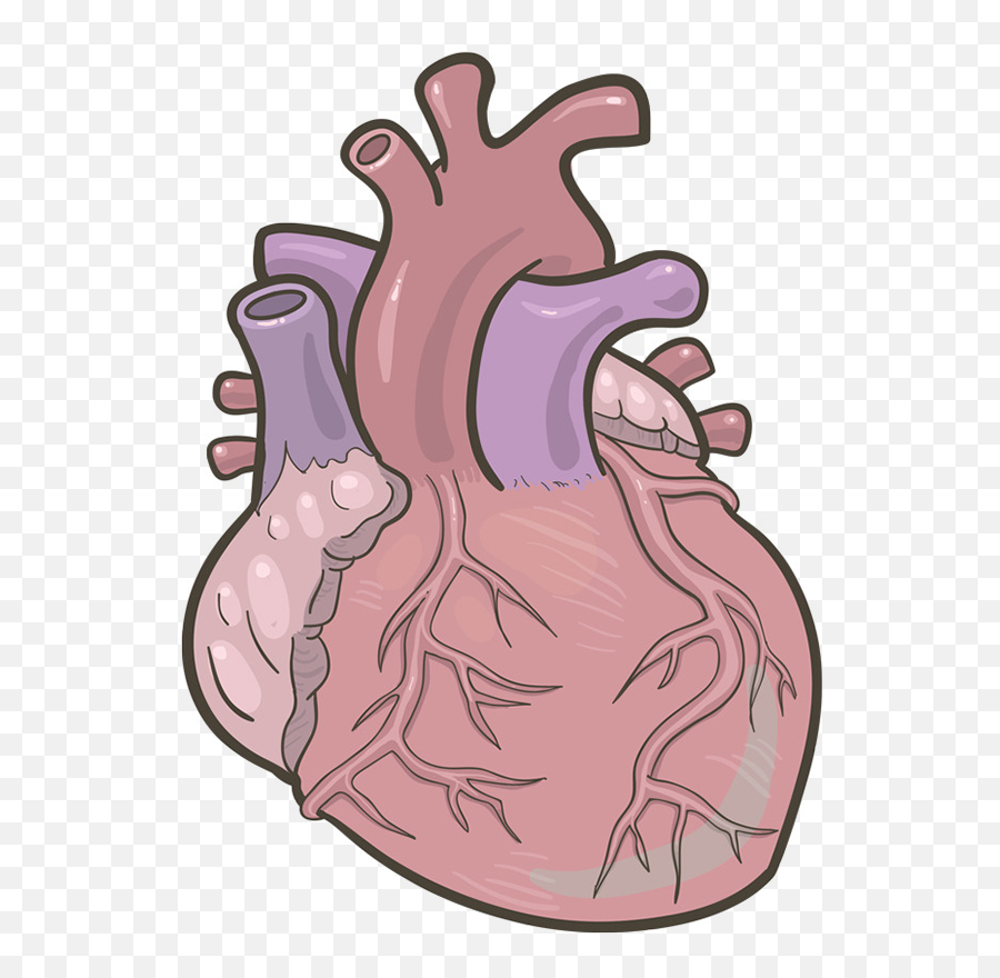 Anatomical Heart Clipart Png - Illustration,Anatomical Heart Png