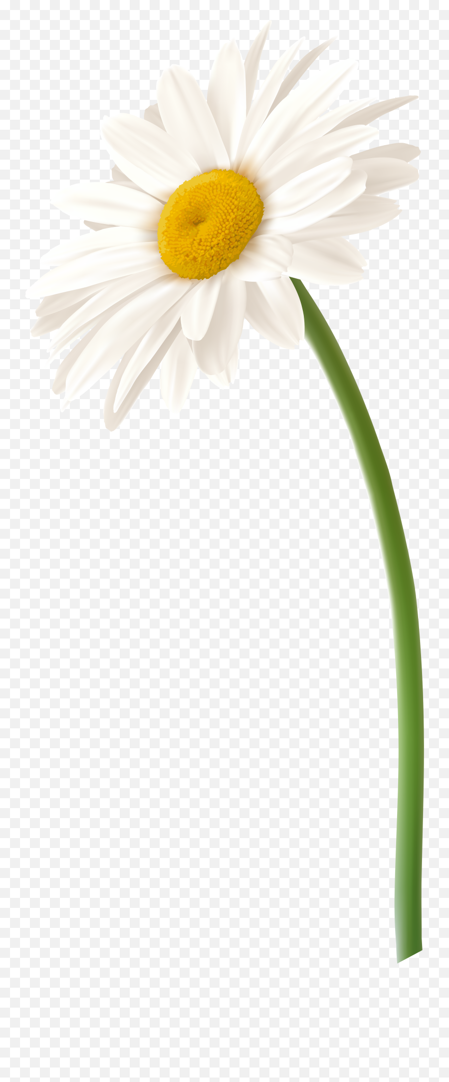 Library Of Flower Daisy Clip Free Png Files - White Gerbera Daisy Png,Daisy Transparent Background