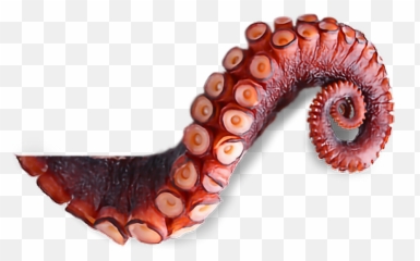 Octopus Tentacles Transparent Png Image